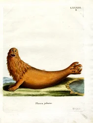 León marino de Steller