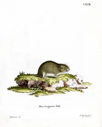 Lemming de Estepa