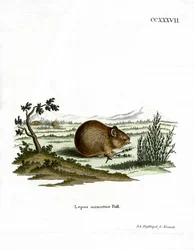 Pika de estepa