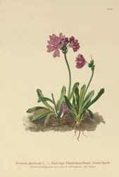 Primavera pegajosa (Primula glutinosa)