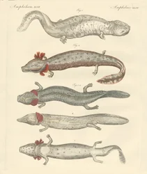 Anfibios extraños