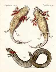 Anfibios extraños