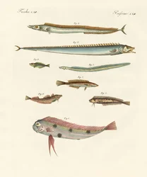 Peces extraños y hermosos