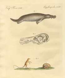 Animales extraños