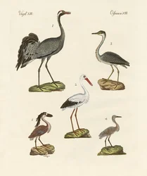 Aves de playa extrañas