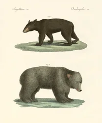 Osos extraños