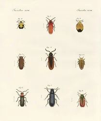 Escarabajos extraños