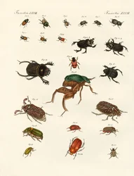 Escarabajos extraños