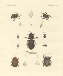 Escarabajos extraños