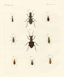 Escarabajos extraños