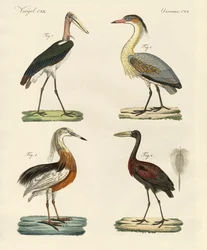 Aves extrañas