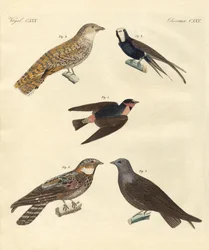Aves extrañas