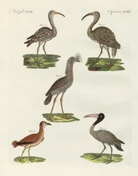 Aves extrañas