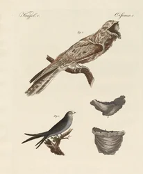 Aves extrañas
