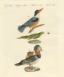 Aves extrañas