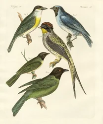 Aves extrañas