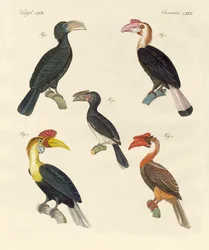 Aves extrañas
