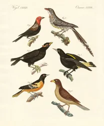 Aves extrañas