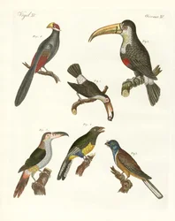 Aves extrañas