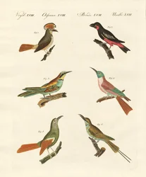 Aves extrañas