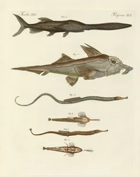 Peces cartilaginosos extraños