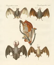 Quirópteros extraños