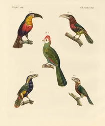 Aves trepadoras extrañas