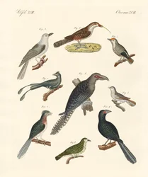 Aves trepadoras extrañas