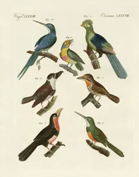 Aves trepadoras extrañas