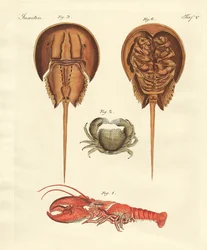 Cangrejos extraños