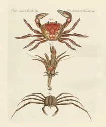 Cangrejos extraños