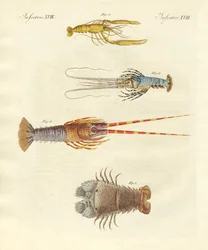 Cangrejos extraños