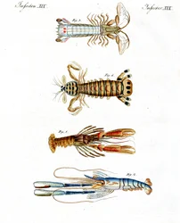 Cangrejos extraños