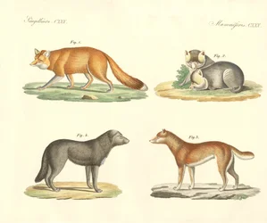 Perros y zorros extraños