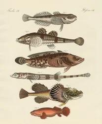Peces extraños