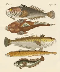 Peces extraños