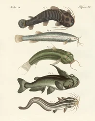 Peces extraños