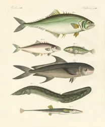 Peces extraños