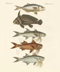 Peces extraños