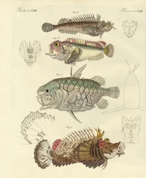 Peces extraños