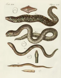 Peces extraños