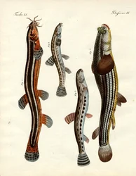 Peces extraños