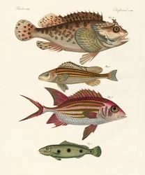 Peces extraños
