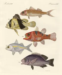 Peces extraños