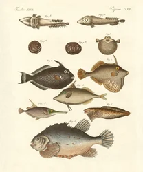 Peces extraños