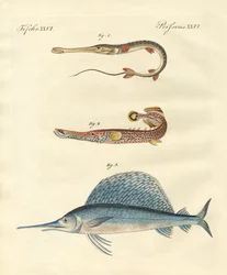 Peces extraños