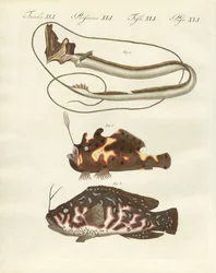 Peces extraños