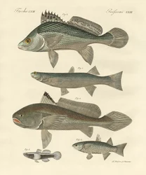 Peces extraños del Ganges