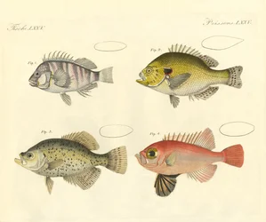 Peces extraños de la familia del mero