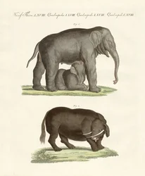 Animales extraños de cuatro patas
